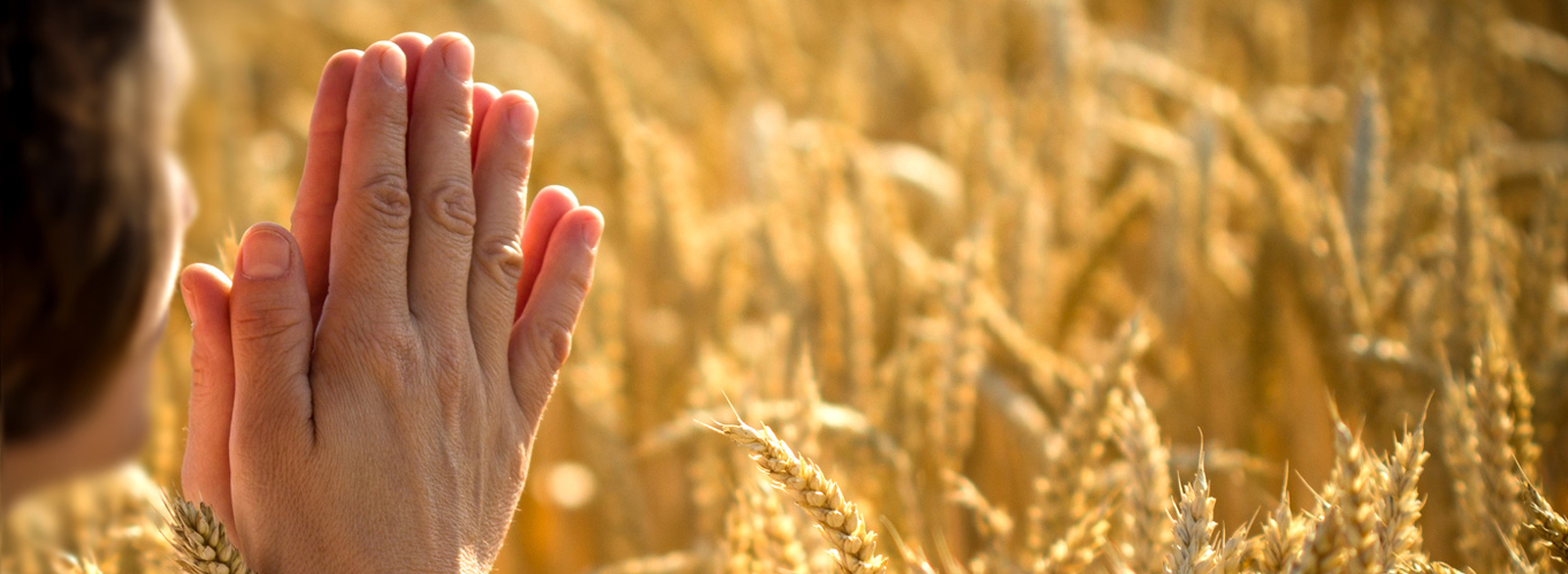 Pursue the purpose and responsibility of sustainable business